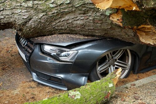 car crushed under fallen tree